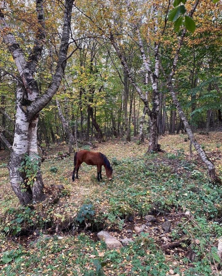 Glamping Wolf Mount Villa Margahovit Екстериор снимка